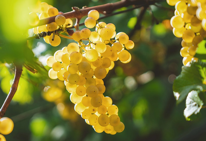 Producer Location Map